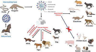 An Overview of SARS-CoV-2 and Animal Infection